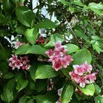 Weigela florida Alkat (teljes növény)