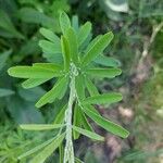 Lespedeza capitataFoglia