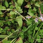 Dianella ensifolia Hábito