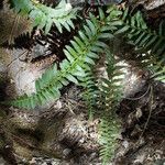 Polystichum imbricans Pokrój