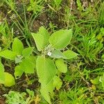 Astripomoea lachnosperma Habit