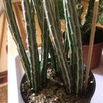 Kleinia stapeliiformis Hoja