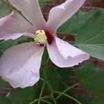 Hibiscus grandiflorus Цвят