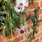 Dorotheanthus bellidiformis Flor