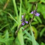 Verbena hastataFlower