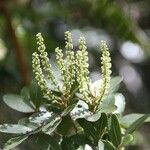 Cunonia pulchella Flor