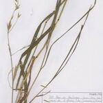 Bromus carinatus Tervik taim