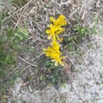 Corydalis aurea Kvet