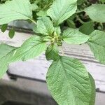 Amaranthus viridisLeaf