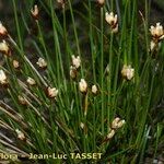 Juncus triglumis Habitus