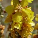 Verbascum lychnitis Flower