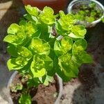 Euphorbia helioscopia Foglia