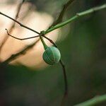 Manihot esculenta Fruit