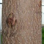 Ailanthus altissima Bark