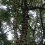 Zanthoxylum chalybeum बार्क (छाल)