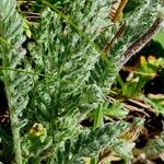 Achillea nana Fuelha