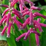 Lachenalia punctata Çiçek