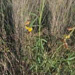 Crotalaria brevidens Hoja