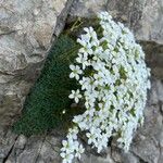 Saxifraga caesia Libunga