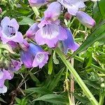 Penstemon cobaea Blomma