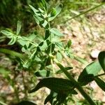 Hypericum perforatum Leaf