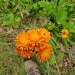 Pilosella guthnikiana Flower