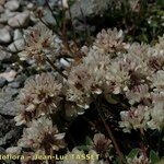 Trifolium thalii ফুল