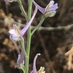 Delphinium gracile Blüte