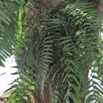 Arthropteris orientalis Leaf