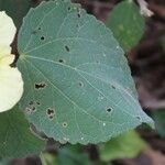 Hibiscus calyphyllus 叶