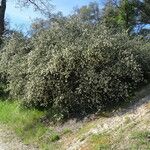 Ceanothus cuneatus Habitus