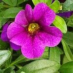 Calibrachoa parviflora Flower