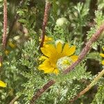 Anacyclus radiatus Koor