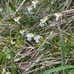 Pinguicula alpina Hábito