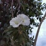 Ipomoea arborescens Flower