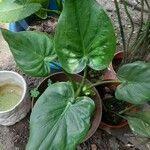 Alocasia cucullata Leaf