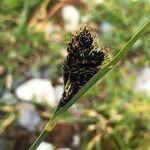 Carex parviflora Flower