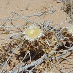 Atractylis babelii Flower