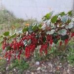 Ribes speciosum ফুল