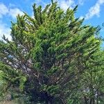 Hesperocyparis macrocarpa Vivejo