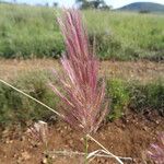 Tetrapogon roxburghiana Buveinė