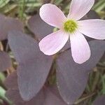 Oxalis triangularis Flower