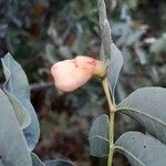 Pistacia terebinthus Fruit