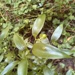 Asparagus asparagoides Frucht