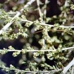 Artemisia herba-alba Flower