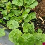 Lophospermum erubescens 葉