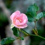 Rosa abietinaΛουλούδι