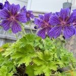 Geranium ibericum ശീലം