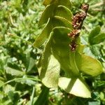 Botrychium lunaria Leaf