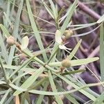 Euphorbia regis-jubae Ffrwyth